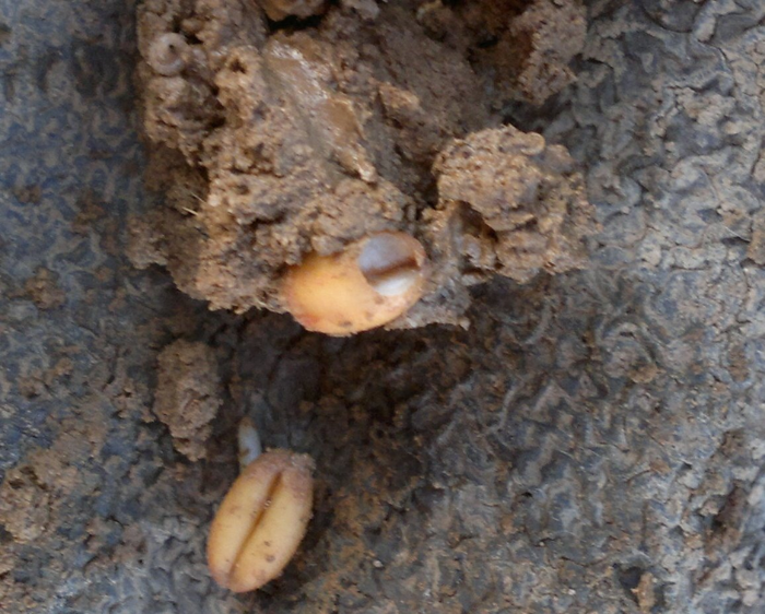 Seed hollowing from slugs
