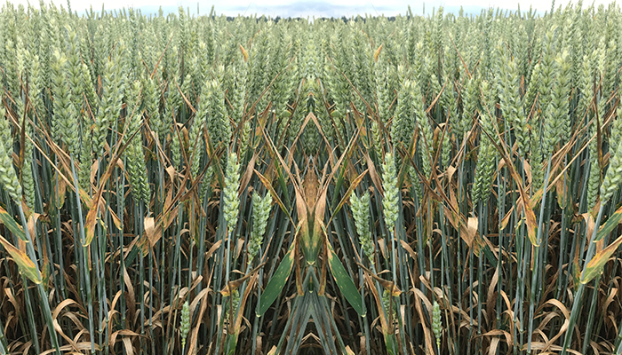 Increased vulnerability of upcoming wheat varieties to Irish septoria strains confirmed