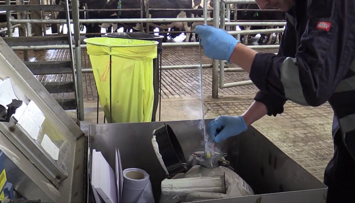 Getting the timing right with sexed semen