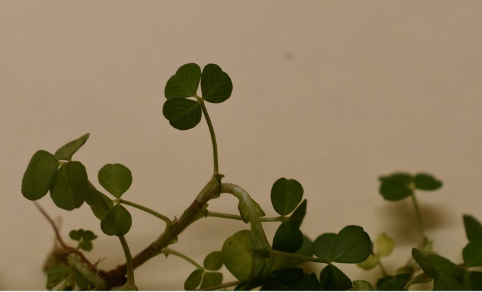 The shamrock: More than just a symbol of Ireland