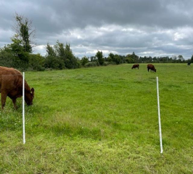 Shane Keaveney grazing July/August 2022