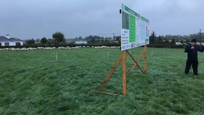 Grass disappearing fast on Athleague Sheep Farm 
