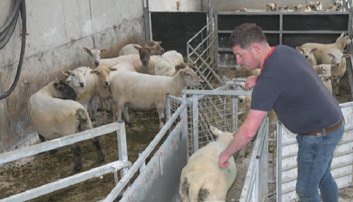 Investing in farmyard infrastructure will boost flock health and profits