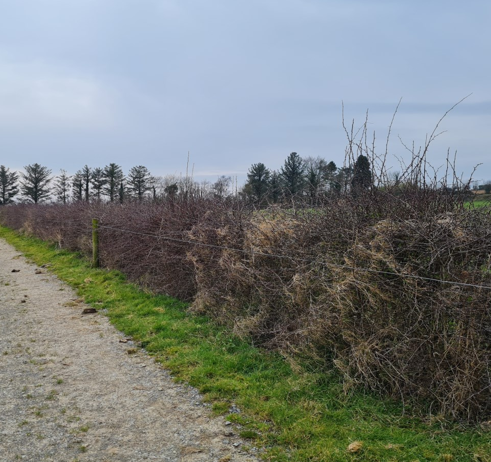 Shay Ryans Farm - Hedges