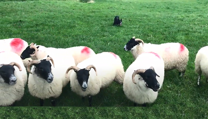 Sheepdog Series Part 1: The Importance of a good dog
