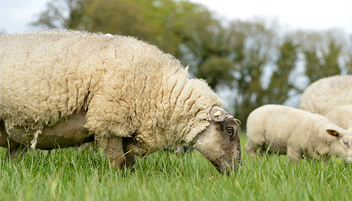 Ewe genotype – the key factor influencing ewe productivity