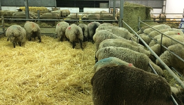 Sheep Housing - Space Requirements