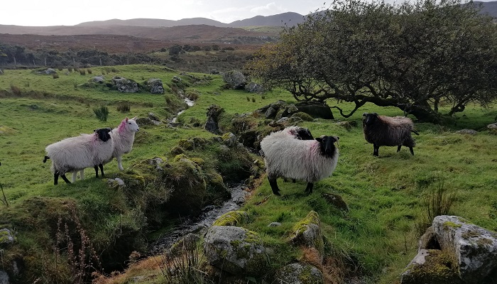 Improving returns in hill sheep with flock health and production planning