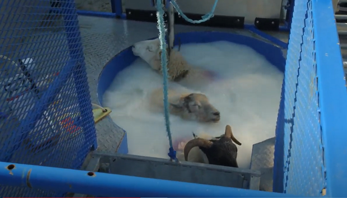 Best practice for sheep dipping