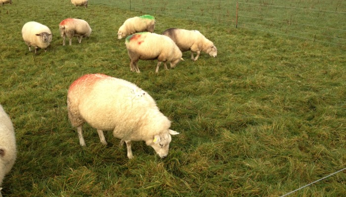 How to check the ewe is fit for breeding