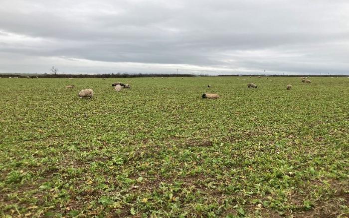 Sheep grazing catch crops