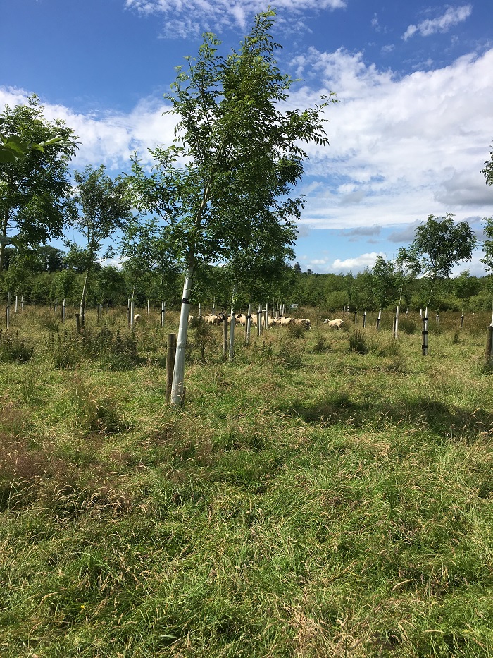 Sheep grazing in an agroforestry plantation