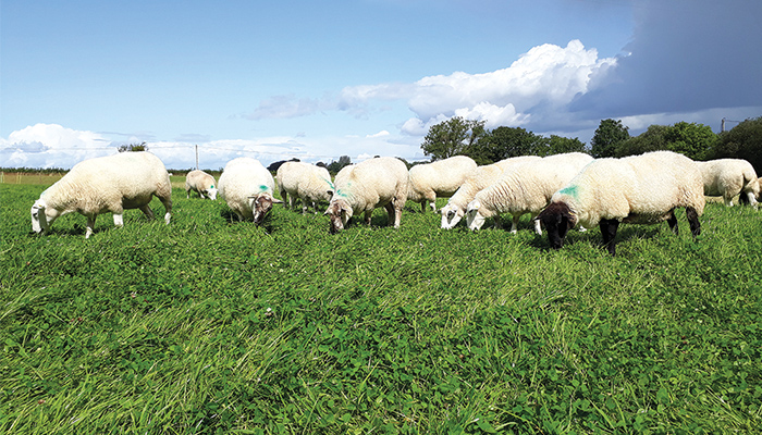 DAFM urges vigilance on Bluetongue