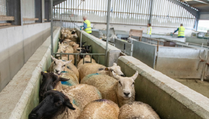 Sheep in a batch footbath at Teagasc Athenry