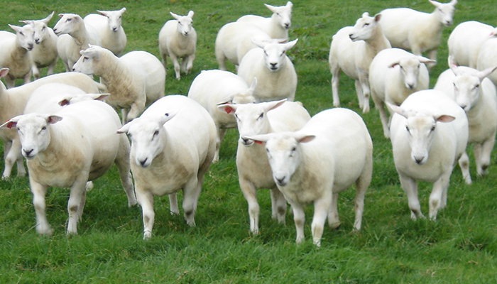 A guide to maximising the value of your wool