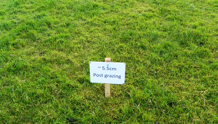 Sward height is key to lamb growth