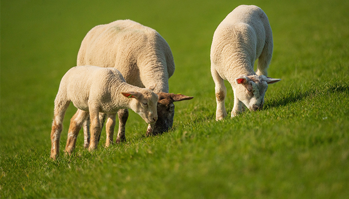 Weaning and Cobalt Supplementation of Lambs