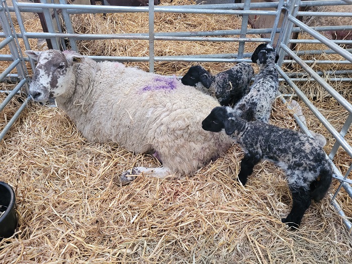 Overcoming the adverse weather challenges on sheep farms