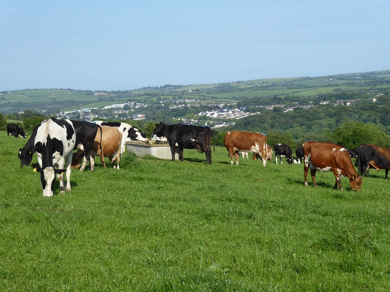 Dairy Cows