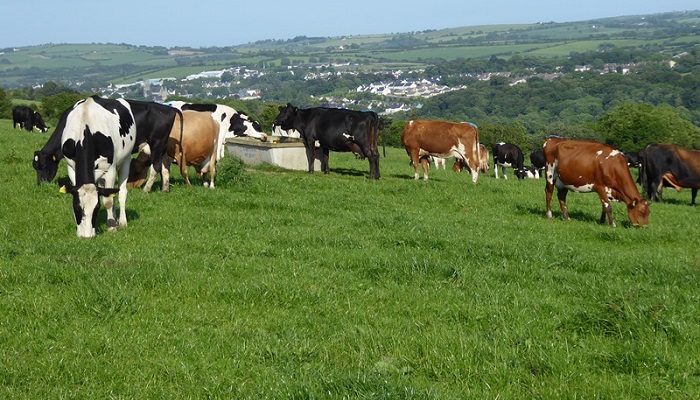 Shinagh Dairy Open Day