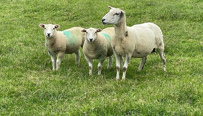 Tomas O'Leary BETTER farm