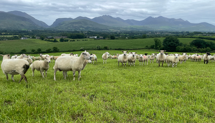 A Decade of Growth and Learning on the O'Leary Family Farm