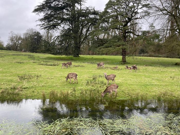 Natural Regeneration in Irish Woodlands: Seed Predation