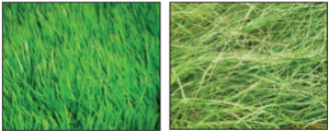 Two photos of silage one at prime for cutting and one too late for optimum benefit