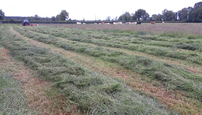 Target to make 75% DMD Silage this summer