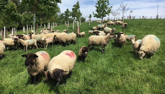 Agroforestry - integrating farming and forestry