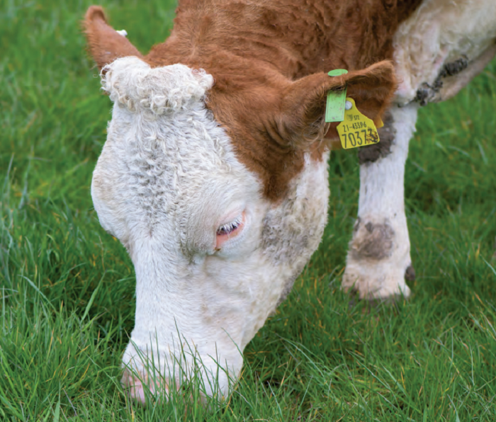 Artificial insemination: Proven, practical and profitable