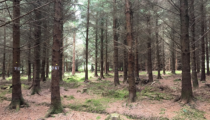 Guidelines for the management of productive Sitka spruce crops