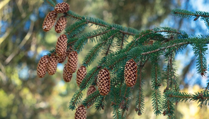 Shaped by snow and ice