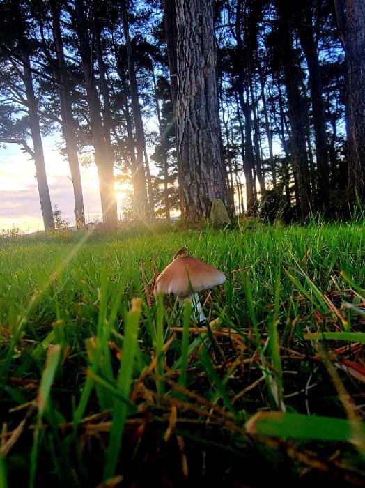 This striking photo combines a number of very attractive elements; the tall serene trees with the ray of sunlight captured just at the moment it shines through; and the fungal structure, a diverse range of which occur in our forests, reminding us that biodiversity occurs in many forms, some of which often go unnoticed