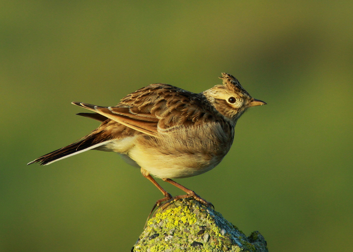 A picture of a skylark
