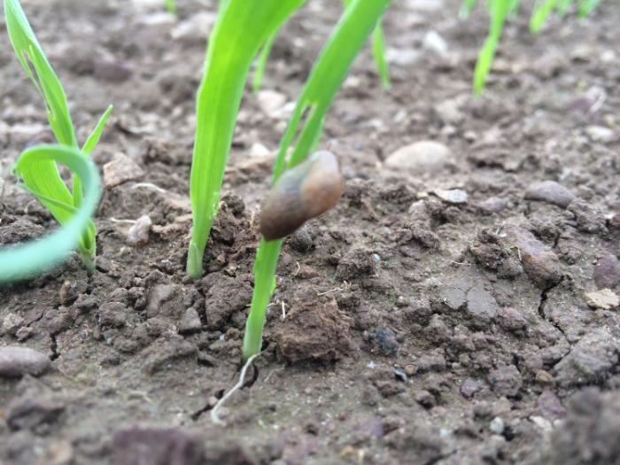 Why you should monitor crops for slug damage this autumn