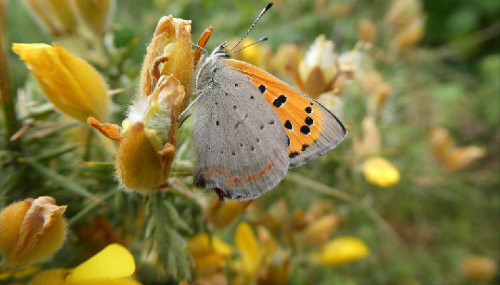 The Importance of Hedgerows for Butterflies - Hedgerow Week 2022