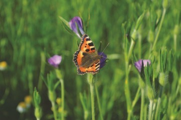 Small tortoiseshell butterfly