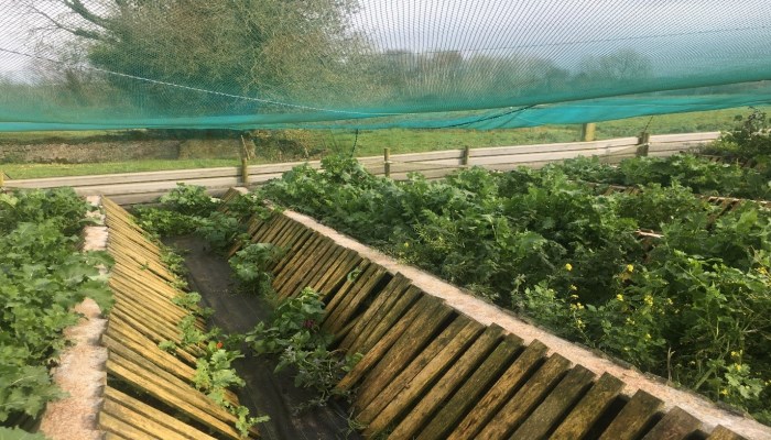 Snail Farming – Alternative Enterprise for Farmers