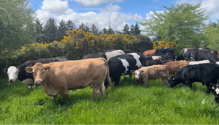 Cows and calves on Ger McSweeneys farm May 2023