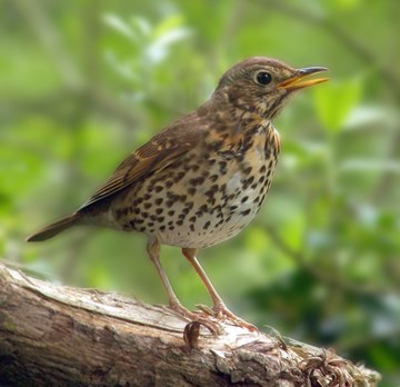 Song Thrush 35 (singing) (Michael Finn