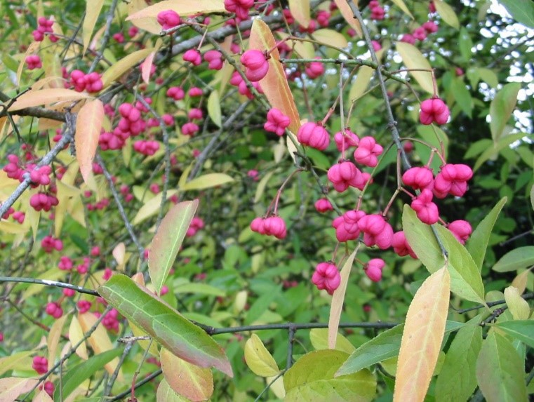 Spindle