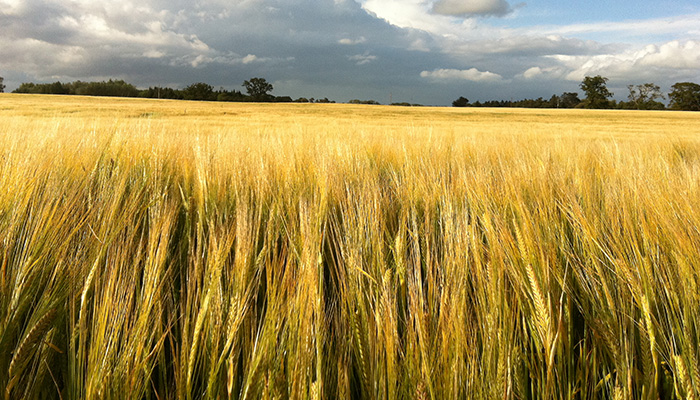 Tillage Incentive Scheme 2023 open for applications