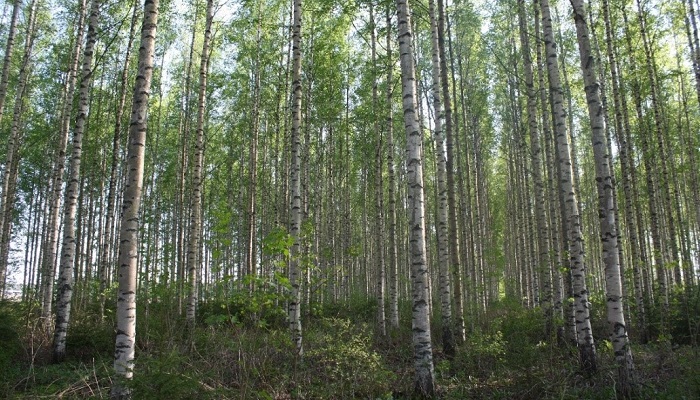 Birch Breeding in Europe