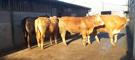 Steer during the indoor finishing winter