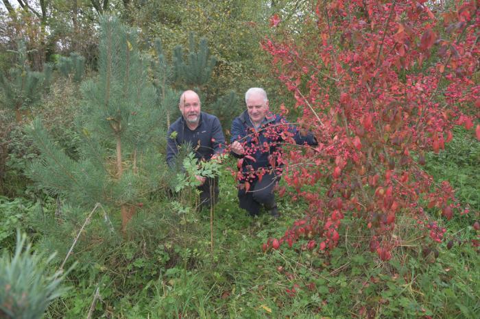 Forestry delivering multiple benefits on Kildare beef farm