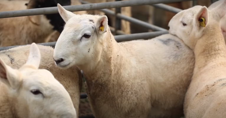 Finishing Store Lambs – An Alternative Enterprise to Consider?