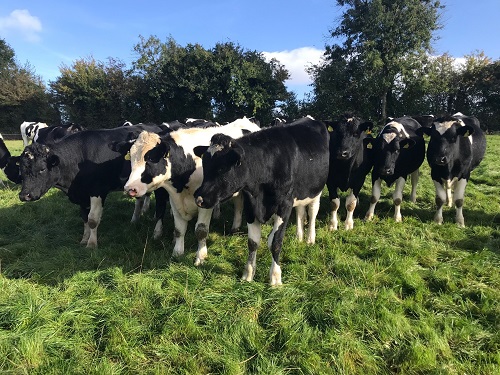 Holstein Friesian stores on autumn grass