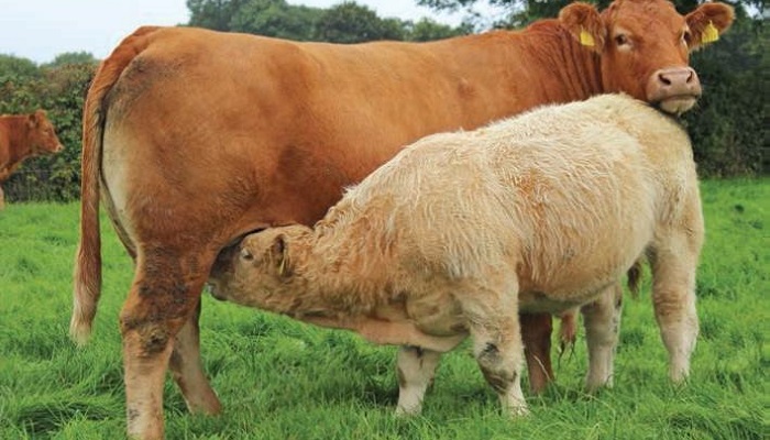 The benefits of scanning suckler cows