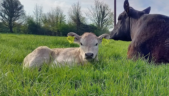 Chasing cost reductions through breeding - the role of the updated Replacement Index